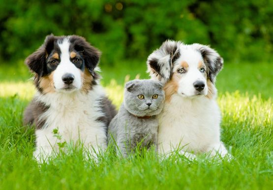 Clínica Veterinaria Vázquez Ferrete perros y gato gris